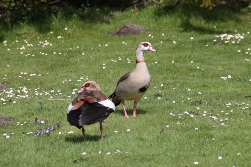 nilgans