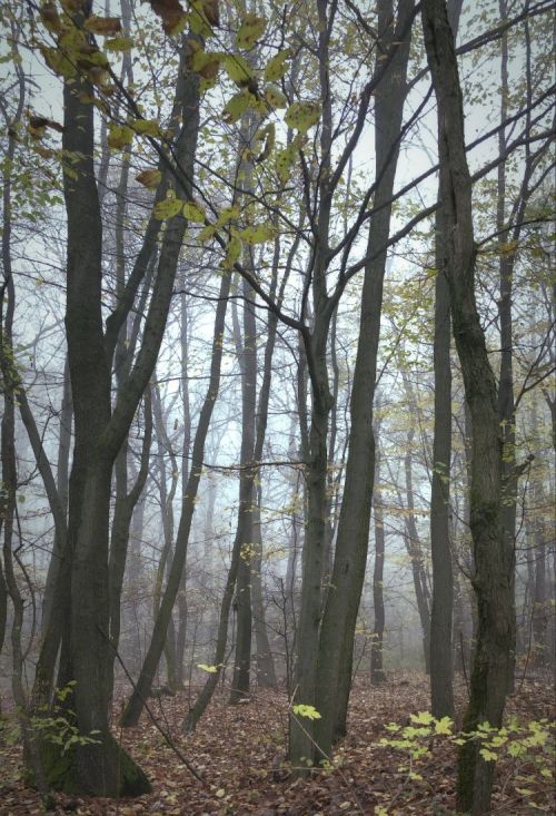 Foggy woods photo journal part III.  Visegrad mountains, Hungary.Photo taken by me.