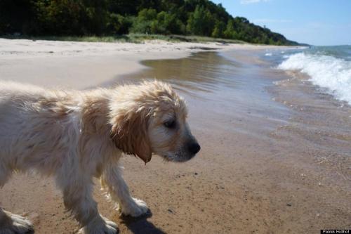 phototoartguy:Puppy’s First Visit To The Beach Will Make All Other Dog Photos Out There IrrelevantTh
