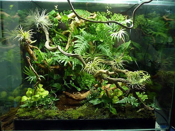 Vivarium adalah tempat buatan yang dibentuk menyerupai habitat asli pada ekosistem. Baik darat, air ataupun darat.