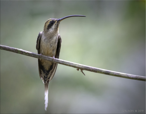  Phaethornis longirostris by Frank Salmon Known as long-billed hermit.Polish name: pustelnik długodz