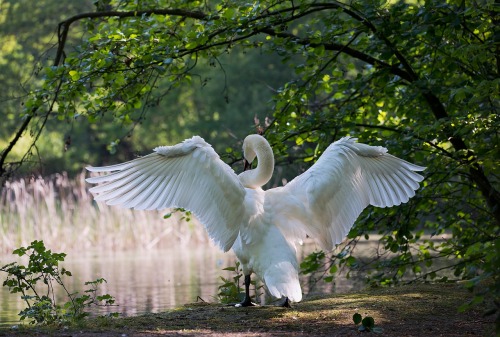But calm, white calm, was born into a swan.  ~Elizabeth Jane Coatsworth~