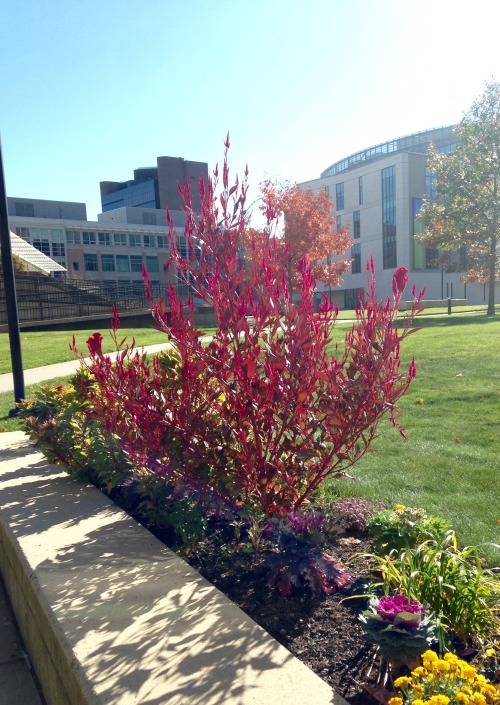 I always pass this beautiful Ruby-colored plant on my campus. Today I stopped and took a few picture