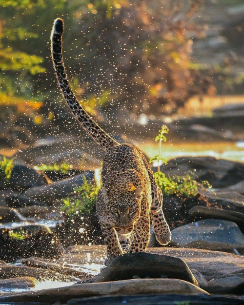 thelittlezoo:geographicwild:Photo by @saedgrafics Leopardess “Koboso”jumping among the rocks early i