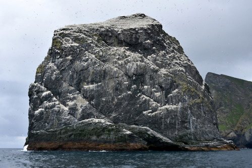 Stac LeeThis is Stack Lee, a small sea stack that is part of the St. Kilda Archipelago, found off th