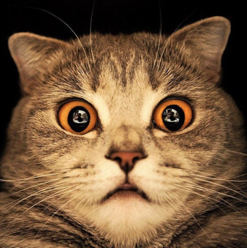 catsbeaversandducks:  Her Name Is Melissa  Melissa has seen things. Terrible things. Photos by ©Melissa Einstein 