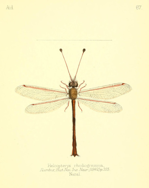 Dragonflies from “Aid to the identification of insects” by Charles Owen Waterhouse, V. 1, 1880-90. L