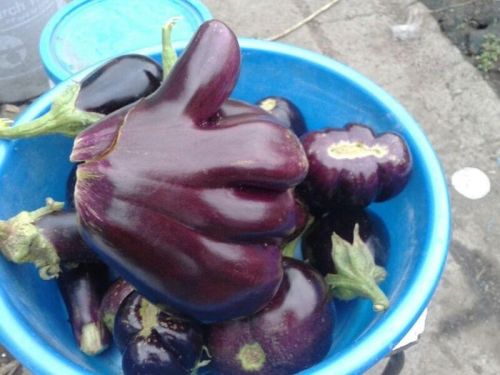 kingcheddarxmas:  kyungc:  ibi-s:  グッジョブ！：ネタ画像置き場  everything’s gonna be alright guys  so the eggplants have decreed