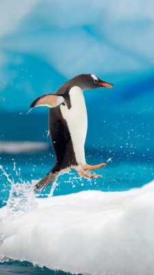 ペンギン　ジャンプ  飛べないペンギンもジャンプするのに、、