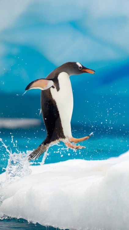 ペンギン　ジャンプ 飛べないペンギンもジャンプするのに、、 あたしゃ、永遠に飛べないブタ。