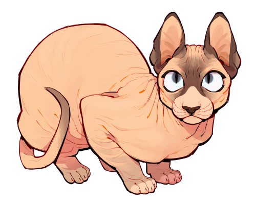 ursiday: someday im gonna move out and get sphynxes