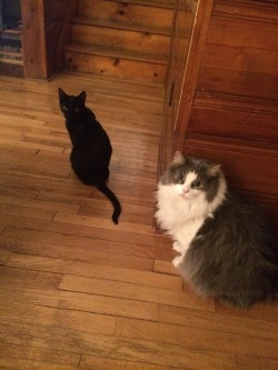 cat-overload:  Fat Buck and small Booty the