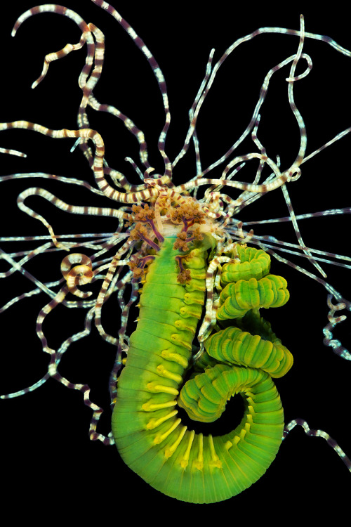 odditiesoflife:  Newly Discovered Deep Sea Worms Unknown to Science Scientist and marine researcher 