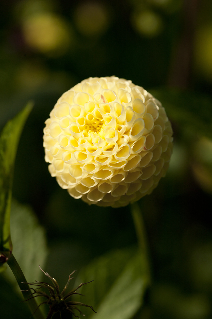 nybg:  Y’know, we told the dahlias in the Home Gardening Center that perfection