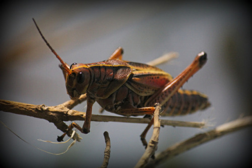 Locusts