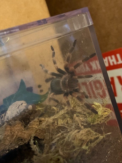 Their Name Is Harley