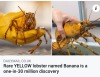 lesbianredpanda:asundergrowth:freeasfishes:Good morning to Banana the Lobster, and