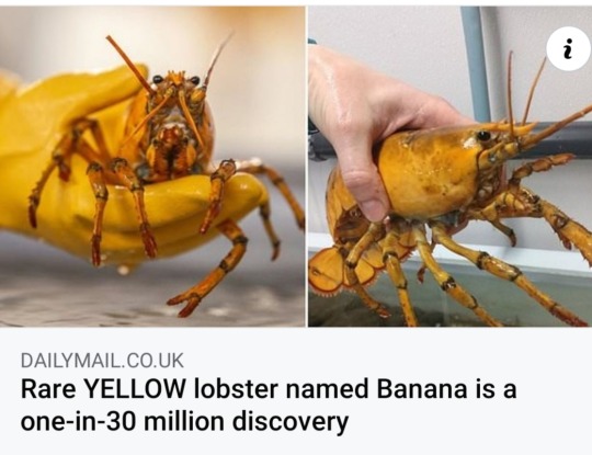 lesbianredpanda:asundergrowth:freeasfishes:Good morning to Banana the Lobster, and