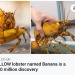 lesbianredpanda:asundergrowth:freeasfishes:Good morning to Banana the Lobster, and