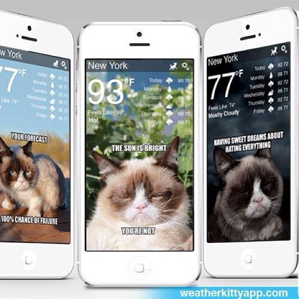 Don't miss #GrumpyCat in the #WeatherKitty app! www.weatherkittyapp.com theme upgrade.