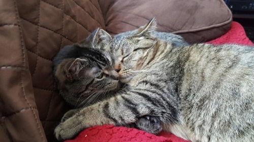 standforford:my friend wanted me to post this photo of my cats, so yeahhe said to keep the caption, 