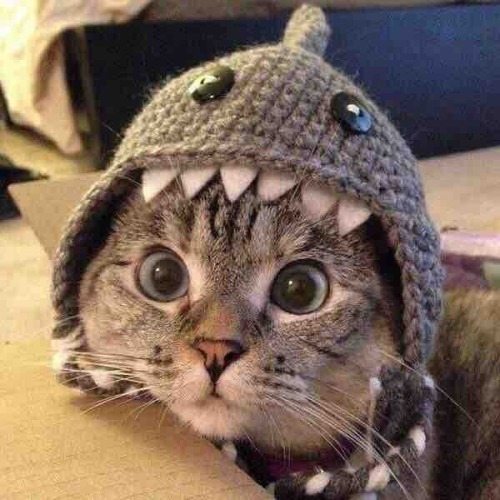 awwww-cute:  awwwwww