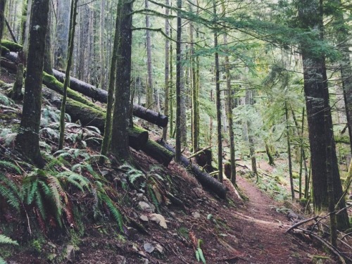 justapplyyourself:Boulder Ridge Trail. Brightwood, Oregon.