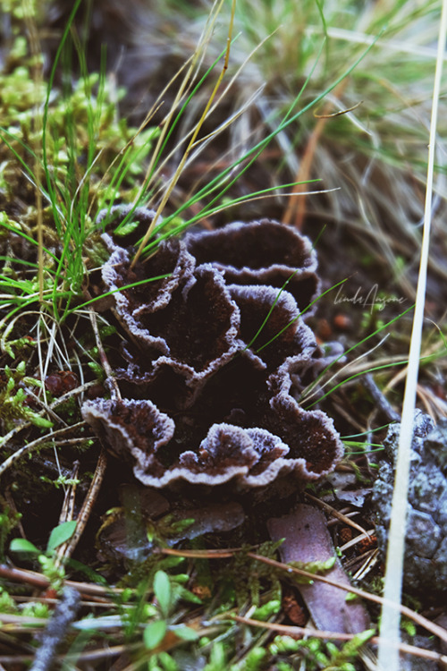 lindagoesmushrooming:Thelephora terrestris | Earthfan fungusGrows on poor soil, peat or rotten wood.