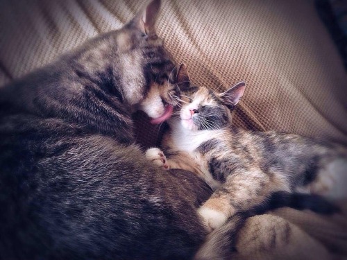 Zero and Lucipurr cuddling(submitted by @witch-bitch07)