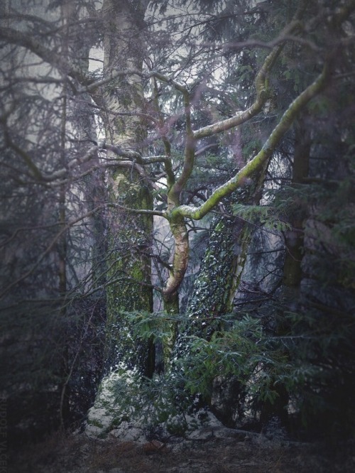 rudolfvlcek:Birch Tree
