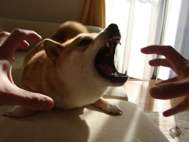 게이