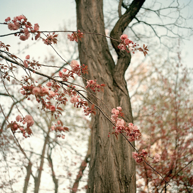 landscape-photo-graphy:  New York City Spring Covered In A Blanket Of Cherry Blossoms