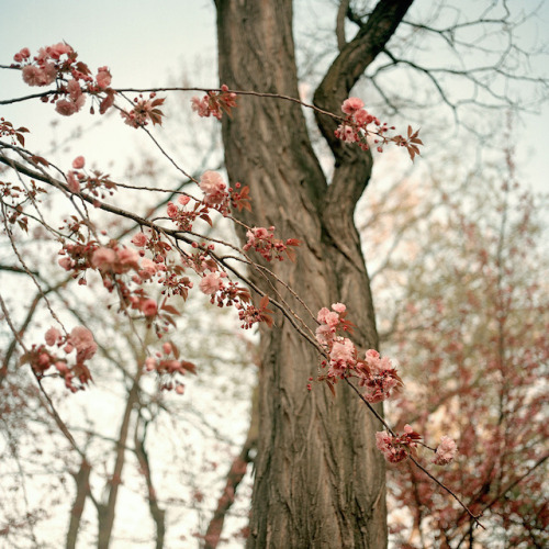 Porn landscape-photo-graphy:  New York City Spring photos