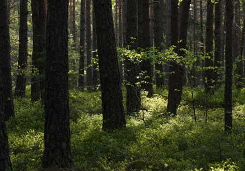 swedishlandscapes:Springtime in the pineforest.