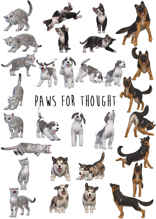 ♥ Paws for Thought ♥Paws for Thought are travel (secondary) gallery pictures for all p