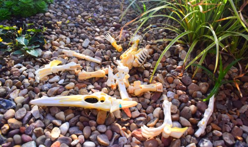 I definitely just found these bones lying around in the desert