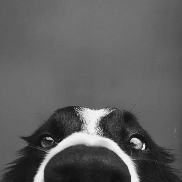 gentlemansessentials:  Mans Best Friend     Gentleman’s Essentials