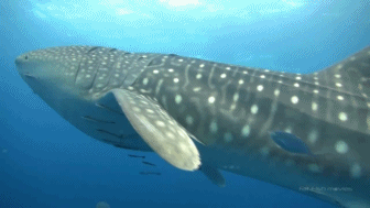poonarts:  toomuchlamenotenoughbears:  fluffyflareon:  ayellowbirds:  hoediac:  the-monochrome-jester:   glitterysquidily:   canidteeth:   waywardfangir1:   iwillregretthistommorrow:   pickled-watermelons:   cyanbabe:  sharky-sharks:  Why do you like