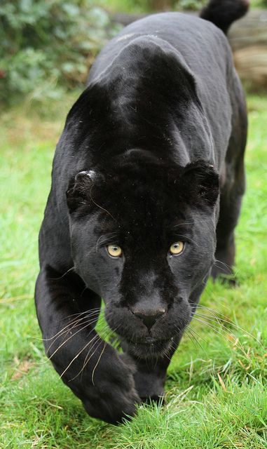 wildlifepower:   B-B-B-BLACK PANTHERS TIME!!! A black panther is typically a melanistic