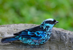 birdfocus:Beryl-spangled Tanager | Source