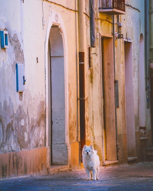 Cute dog on the cute Italian street #dauniaupndown #weareinpuglia @salentoupndown (en Biccari)