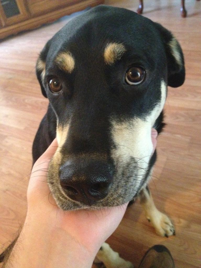 cute-overload:  I thought you guys might like my dog, Tacoma. She’s not dying or