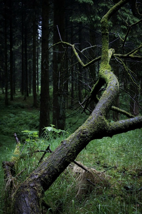 elvenforestworld: Fallen Branch by matt smart