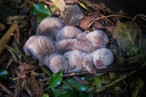 Porn Pics awwww-cute:  Baby otters (Source: http://ift.tt/1irAFwm)