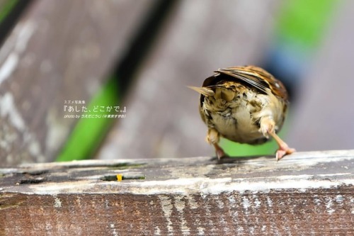 tokyo-sparrows: ‪さりげなくチリ見✨‬ ‪まだベンチ濡れてて、私のおチリは…‬ . パート３鋭意製作中〜 #スズメ写真集『あした、どこかで。』シリーズ１、２ 好評発売中 