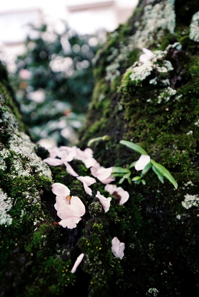 expressions-of-nature:  In the springtime sunshine, Japan by Atsuhiko Takagi 