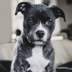 themanliness:  Blue Eyed Pitbull!😍 Via @envyavenue! ——- Photo by @natalieshockleephotography