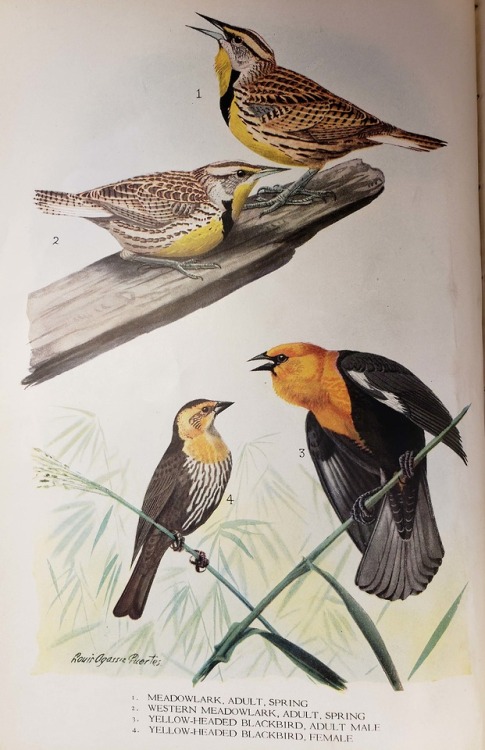 From: Bird-lore : a bi-monthly magazine devoted to the study and protection of birds and mammals. Ne