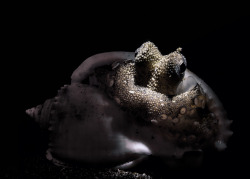staceythinx:  Ocean oddities captured beautifully by Todd Bretl 