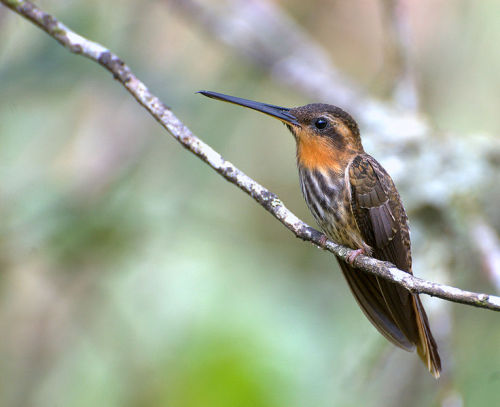 astronomy-to-zoology: Saw-billed Hermit (Ramphodon naevius)…the sole member of the genus Ramp